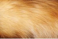 ferret fur 0002